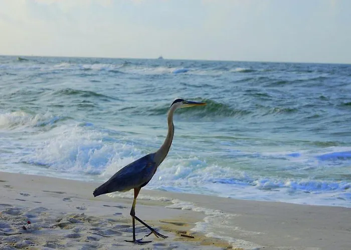 Tropical Winds 403: Beachfront Oasis With Pool And Fitness